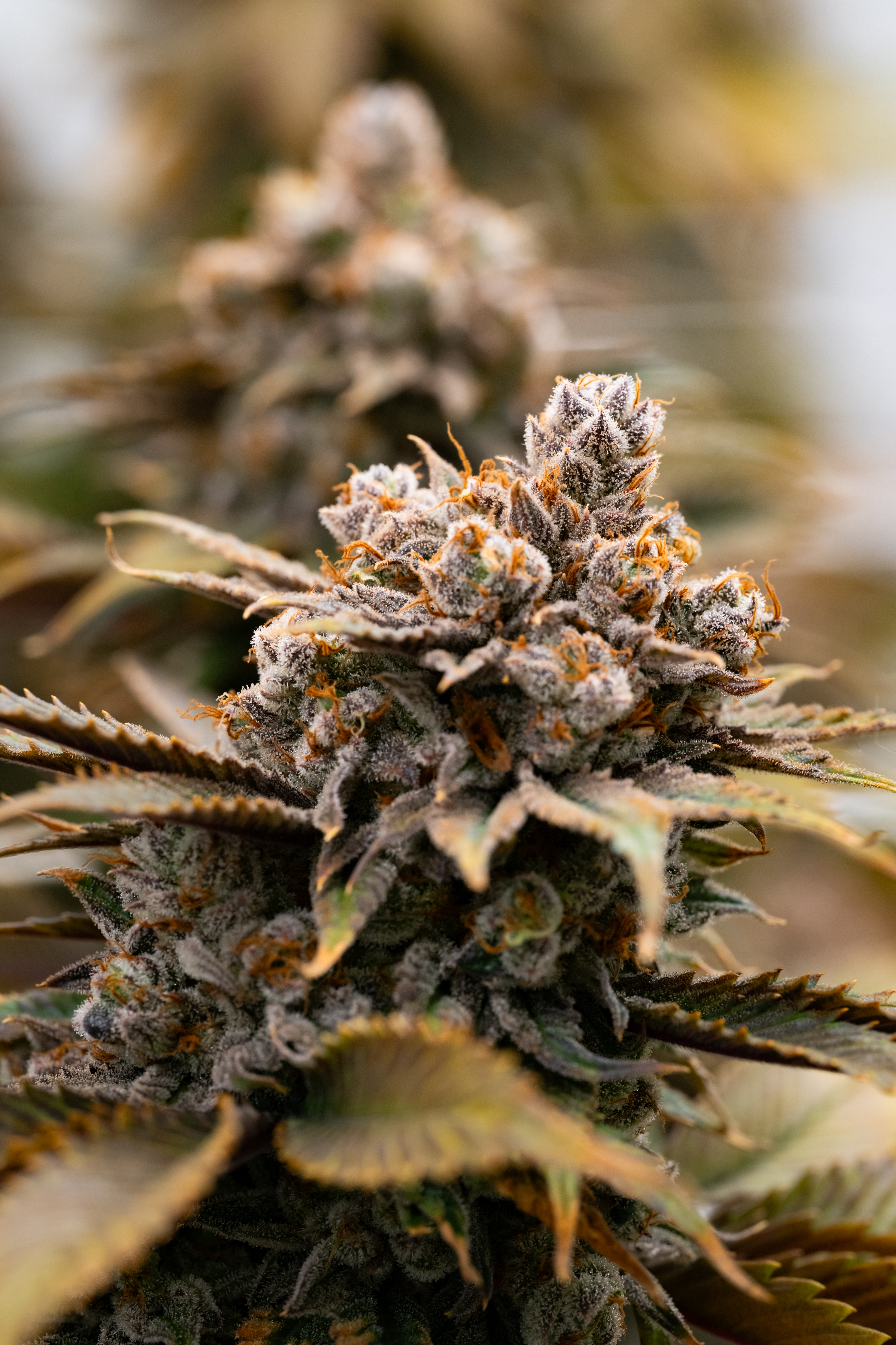Blue Dream
