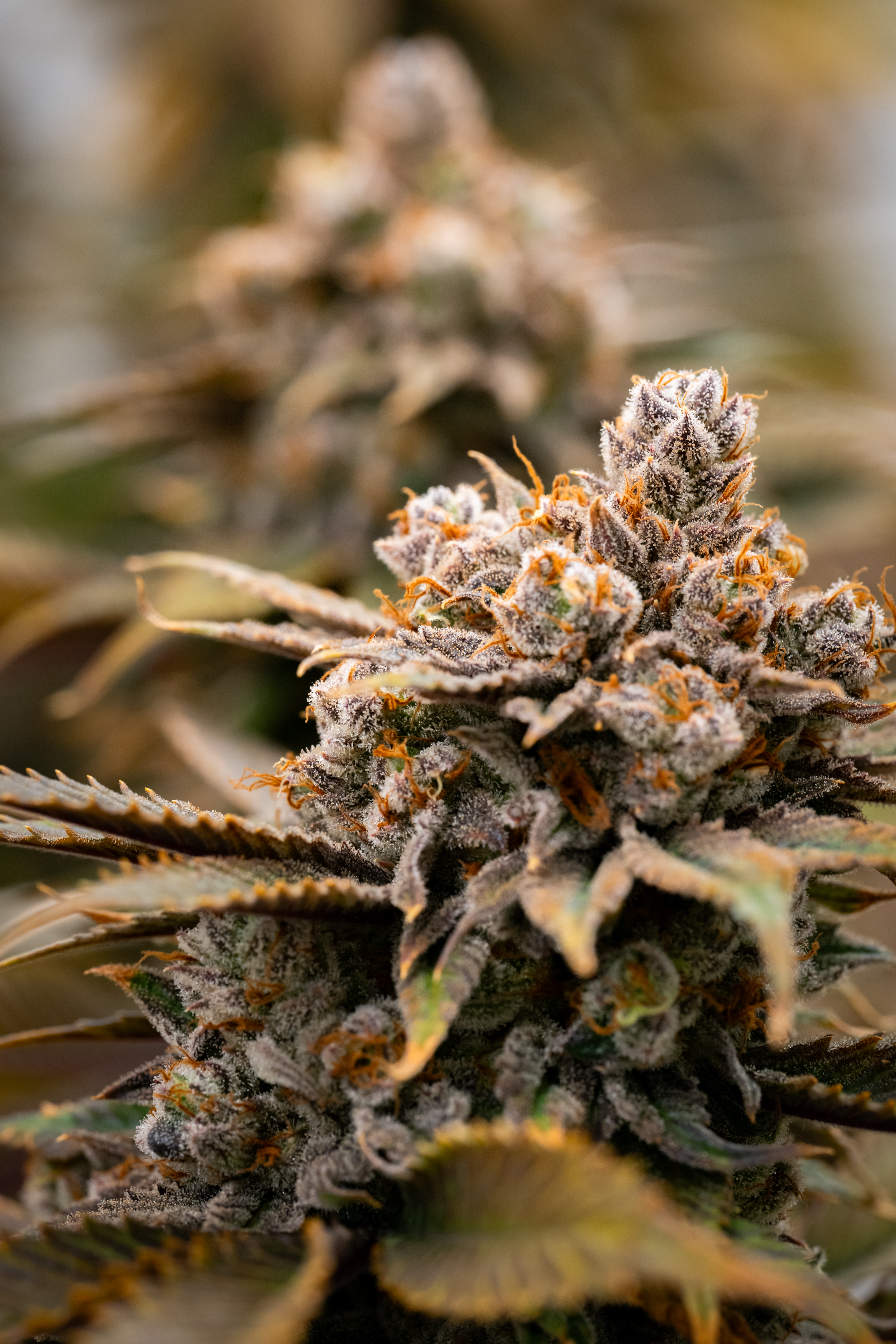 Blue Dream