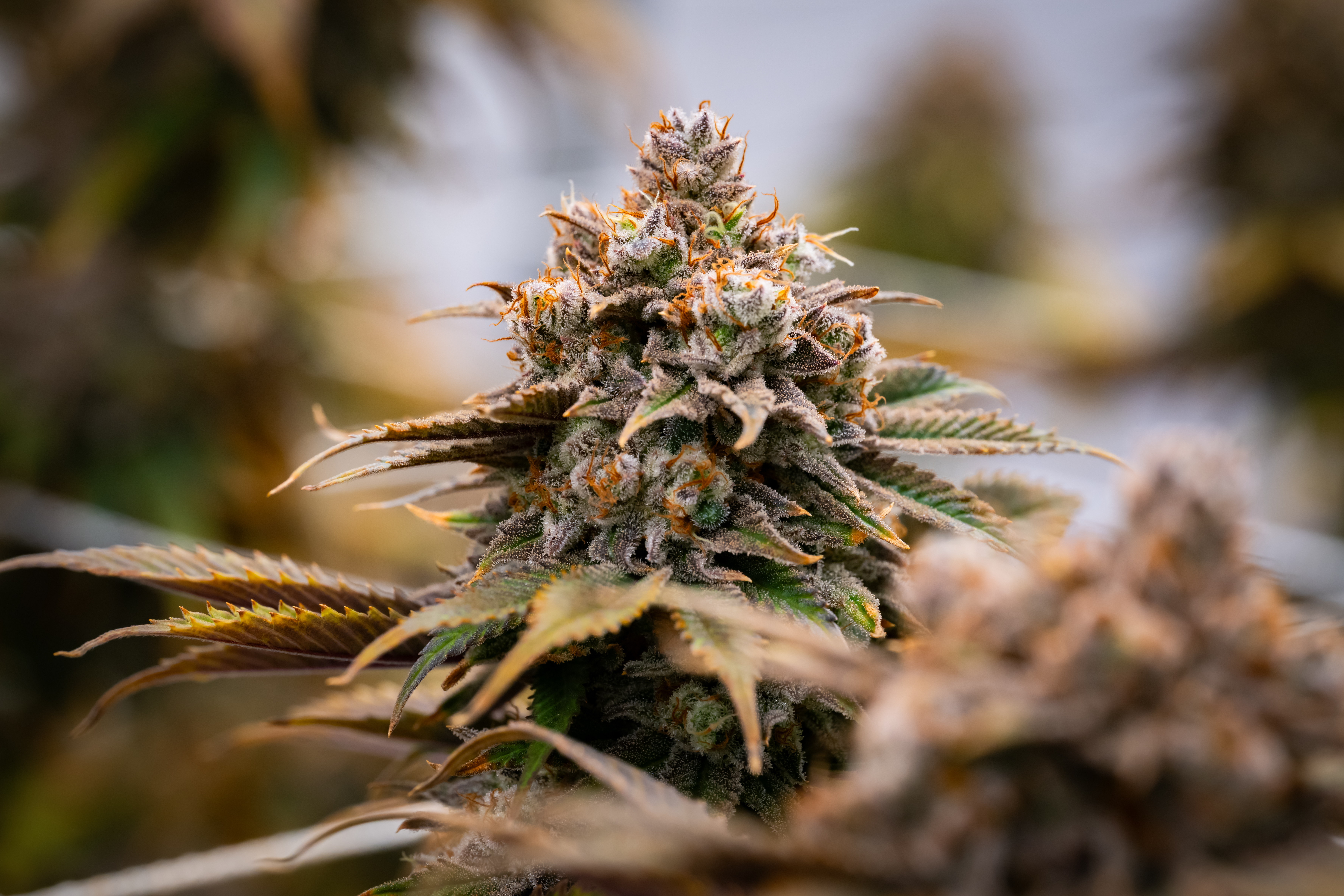 Blue Dream