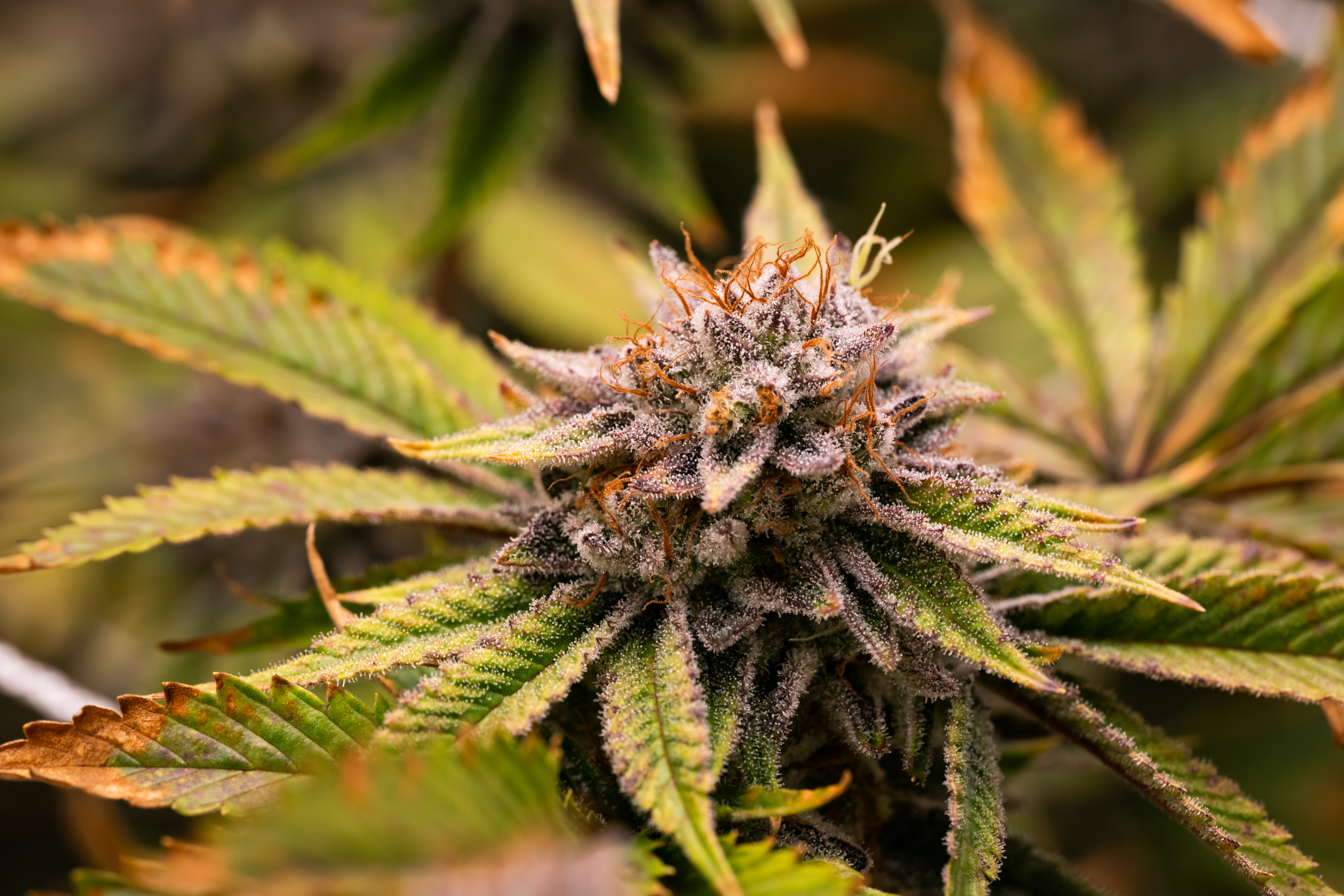 Necromancer's Kush