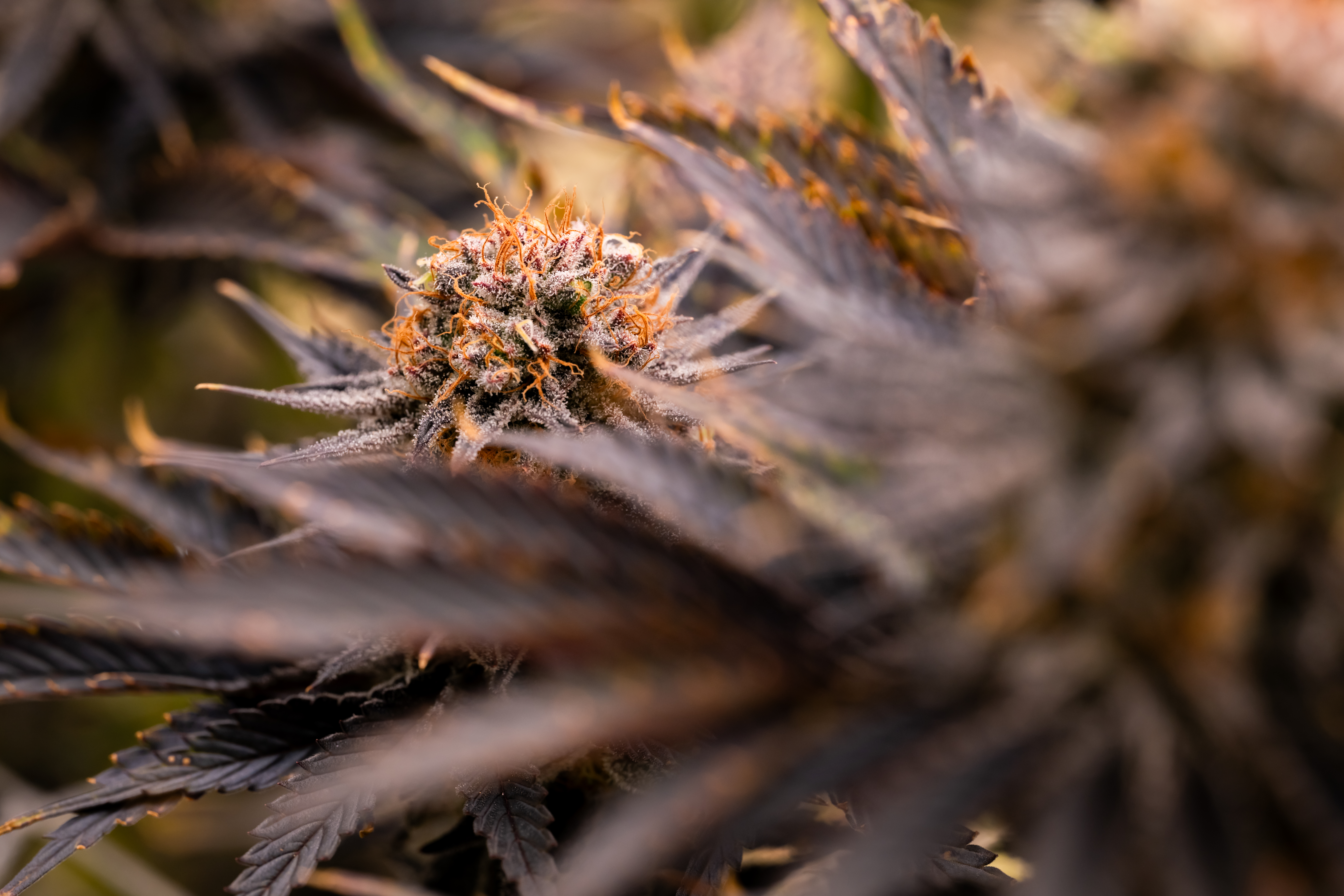 Strawberry OG Cookies