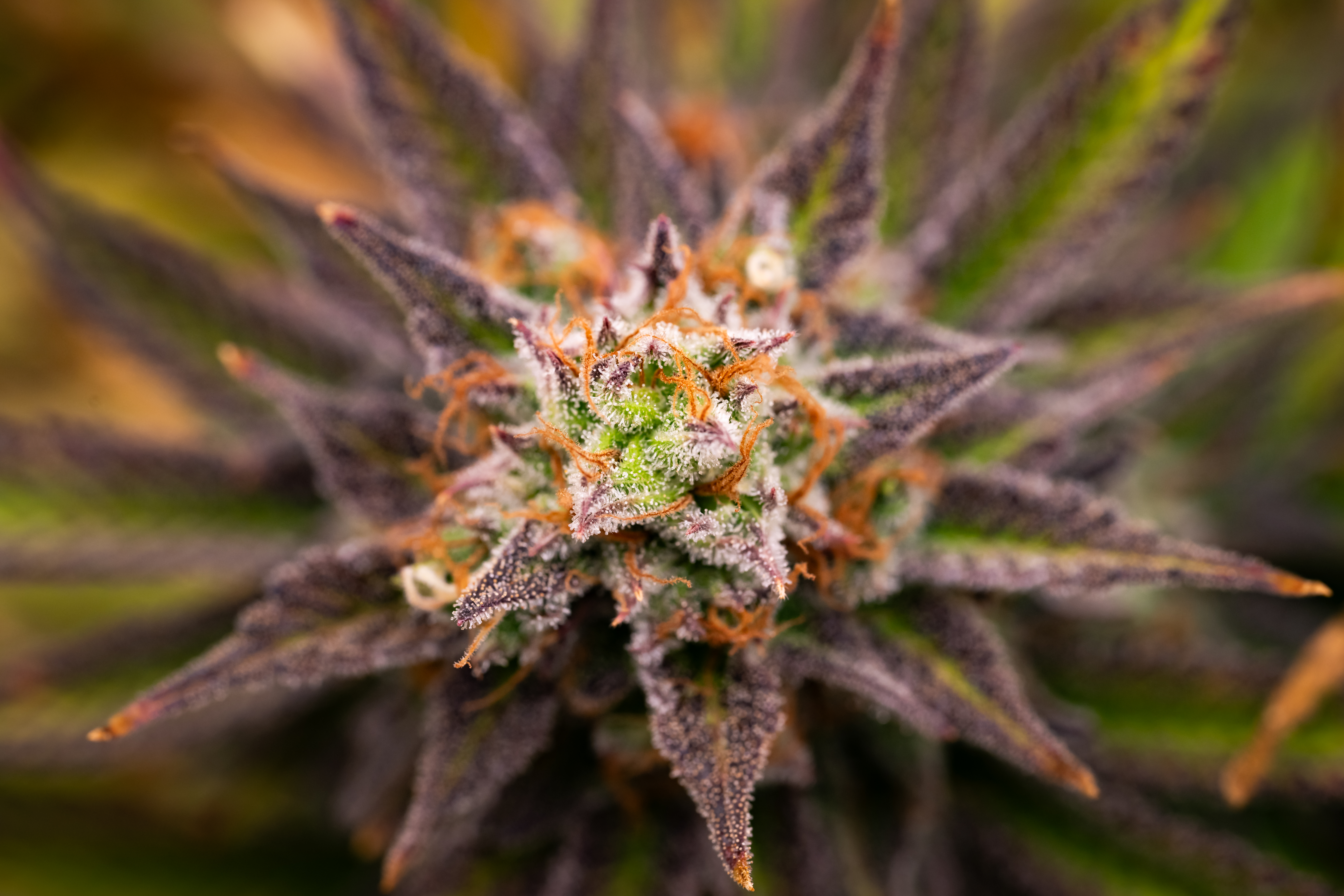 Super Lemon Haze