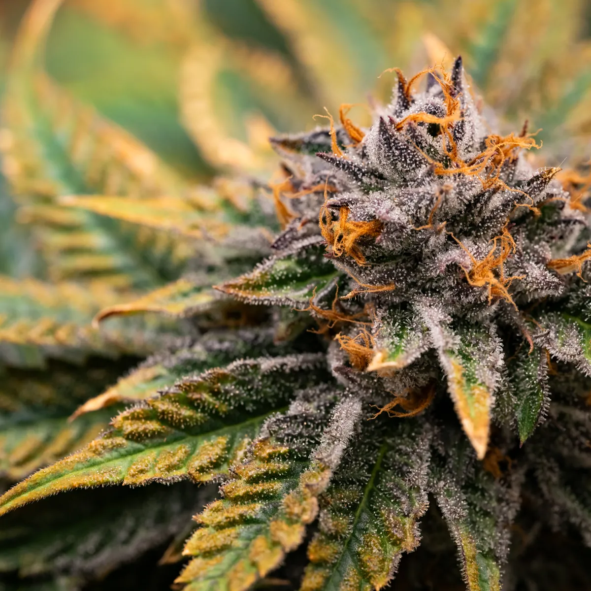 Bananacane