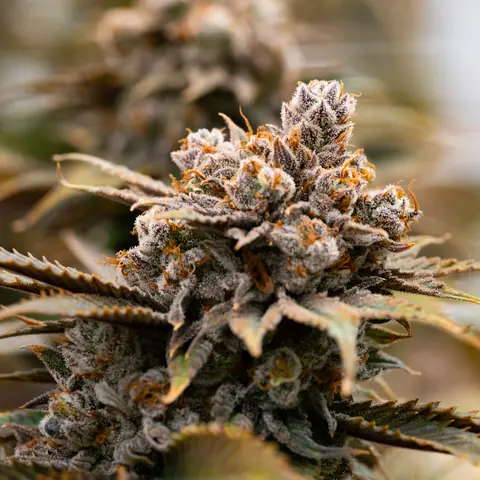 Blue Dream