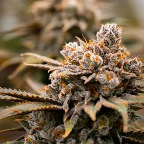 Blue Dream