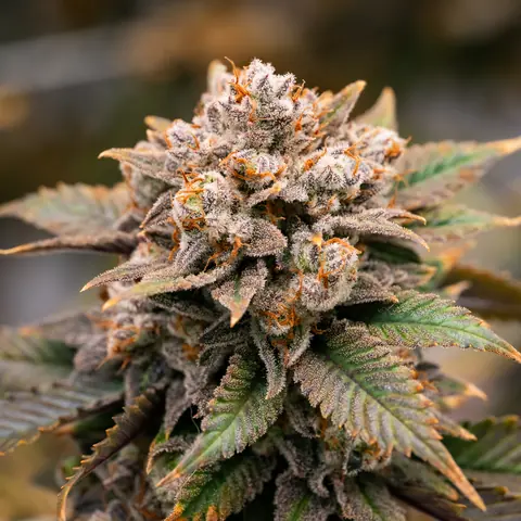 Blue Dream