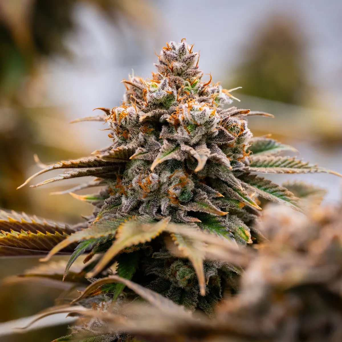 Blue Dream