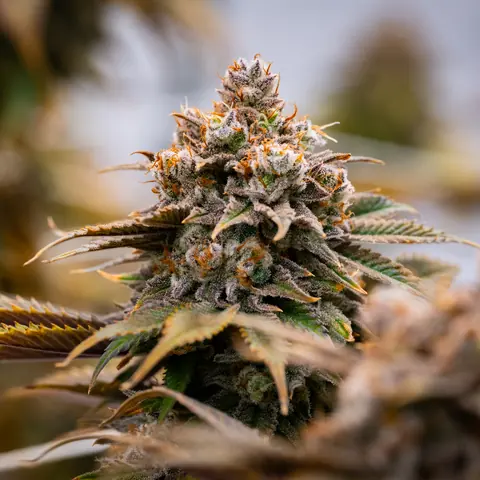 Blue Dream