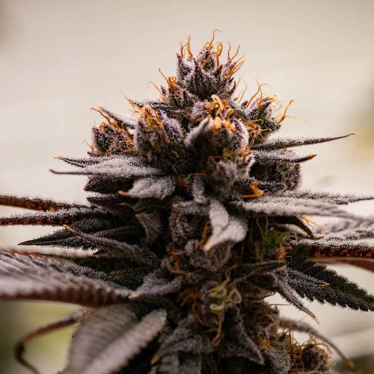 Fire OG