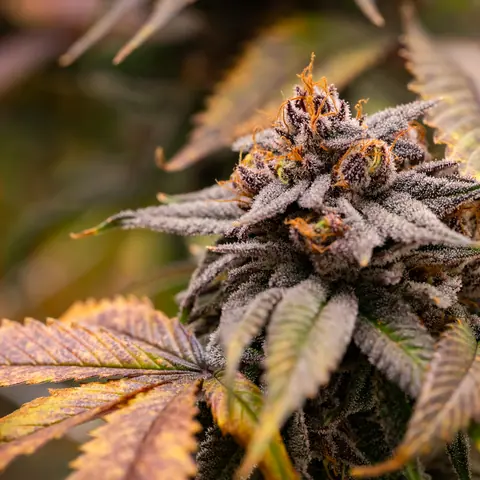 Fire OG