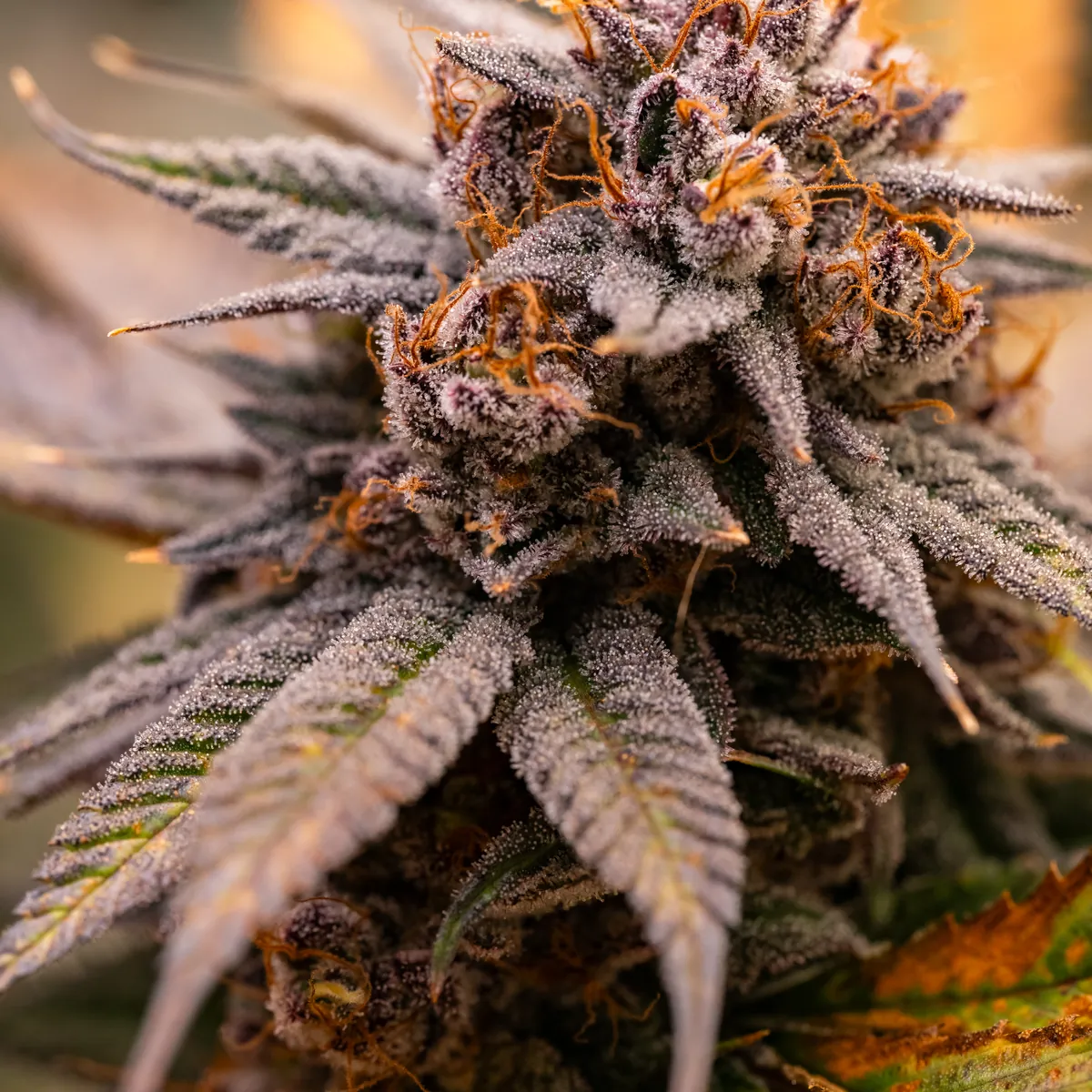 Fire OG