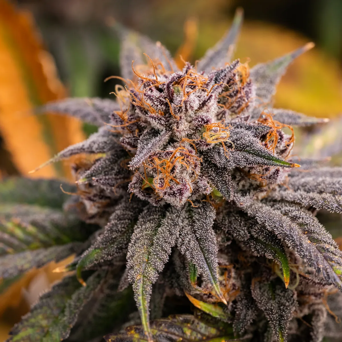 Fire OG