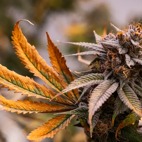 Fire OG