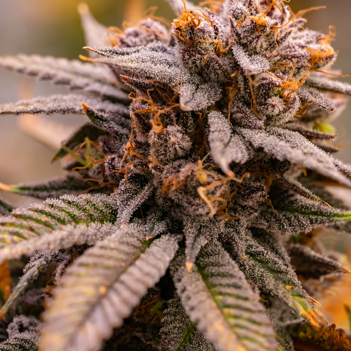 Fire OG