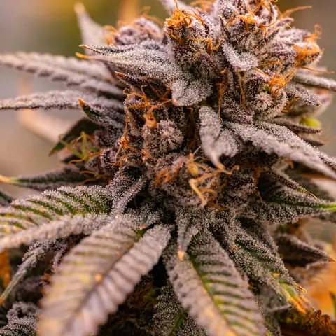Fire OG