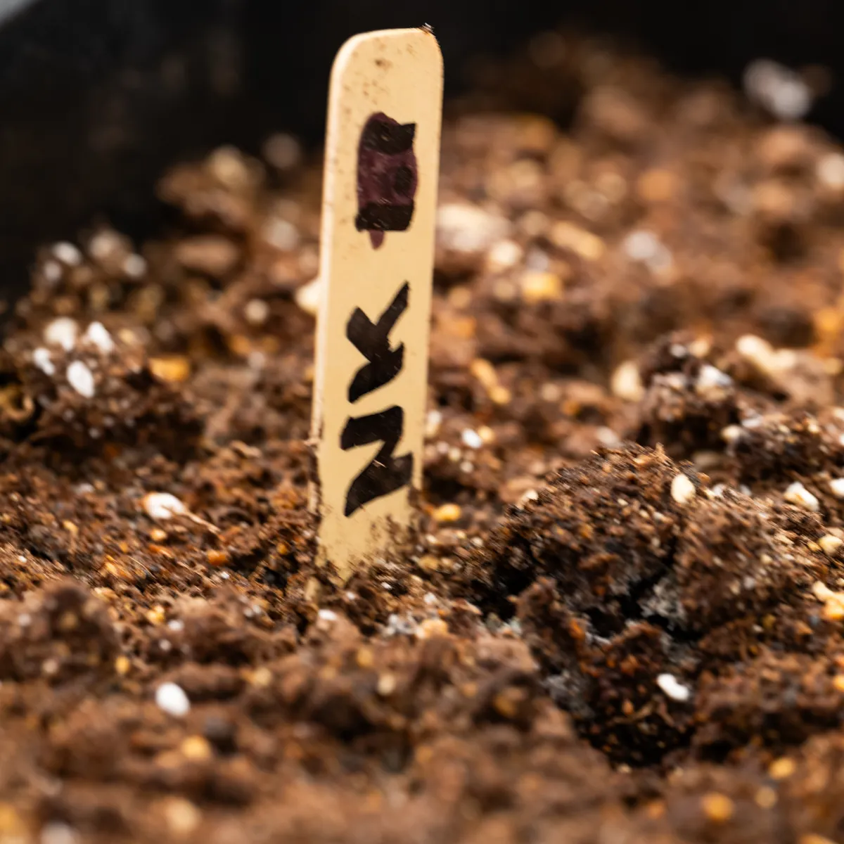 Necromancer's Kush