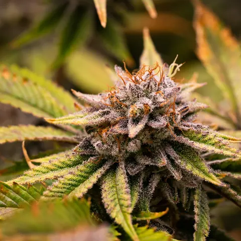 Necromancer's Kush
