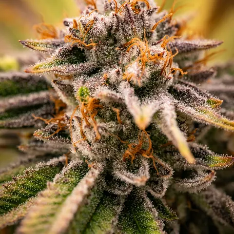 Necromancer's Kush