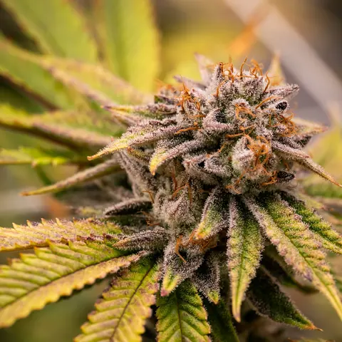 Necromancer's Kush