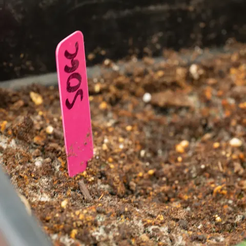 Strawberry OG Cookies