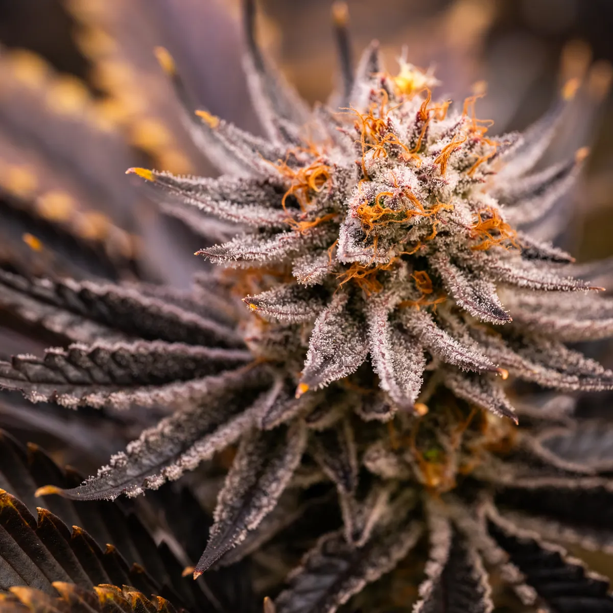 Strawberry OG Cookies