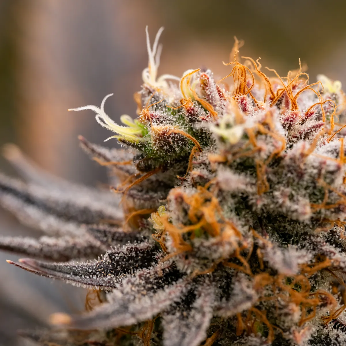 Strawberry OG Cookies