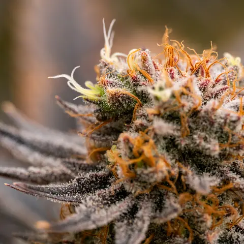 Strawberry OG Cookies