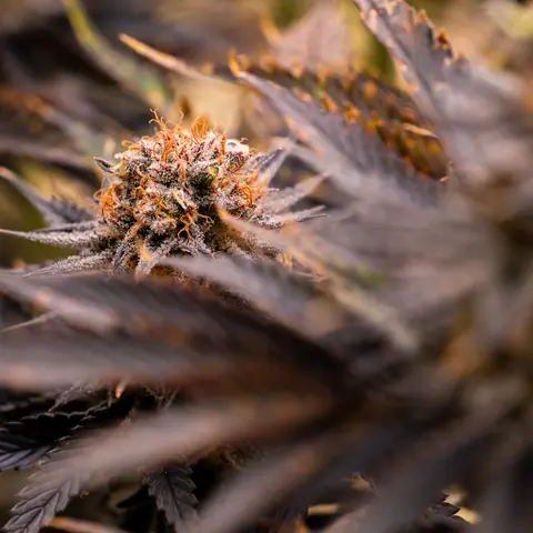 Strawberry OG Cookies