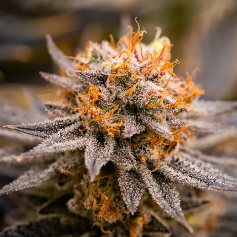 Strawberry OG Cookies
