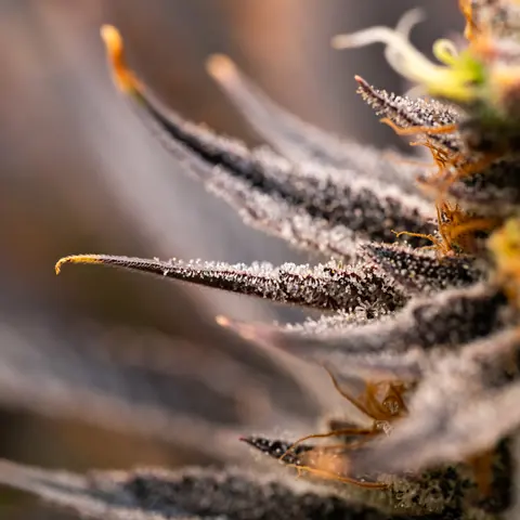 Strawberry OG Cookies