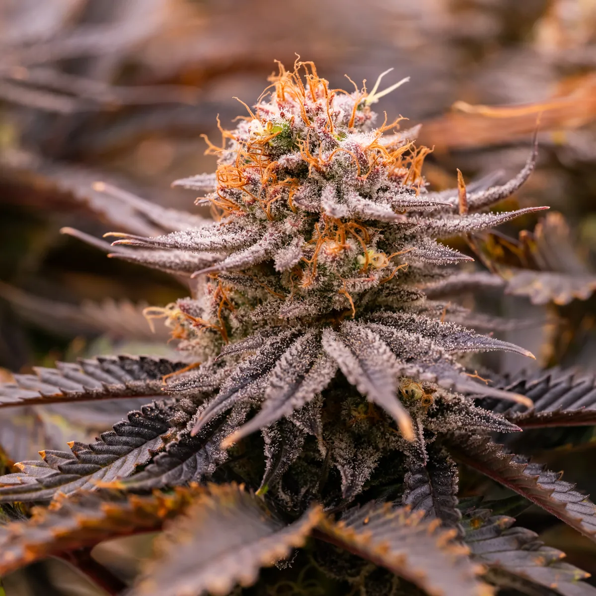 Strawberry OG Cookies