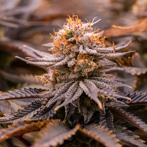 Strawberry OG Cookies