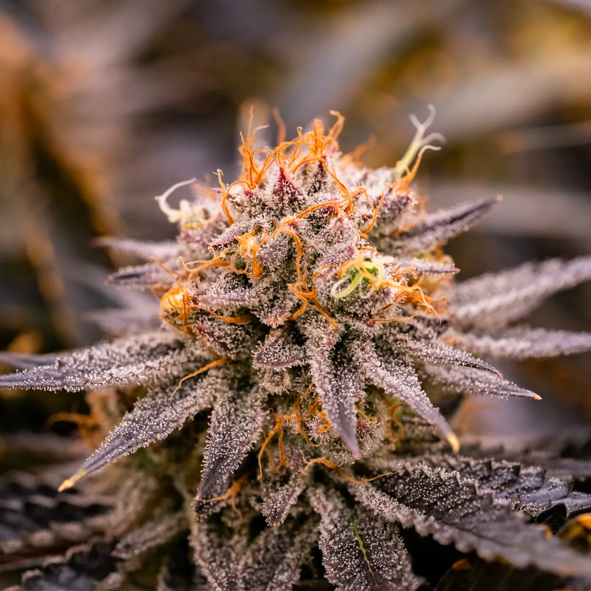 Strawberry OG Cookies