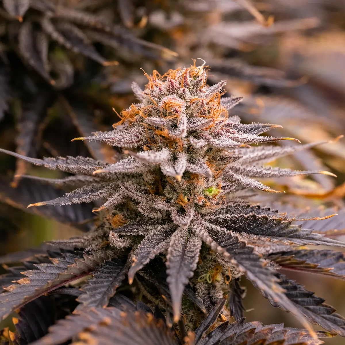 Strawberry OG Cookies