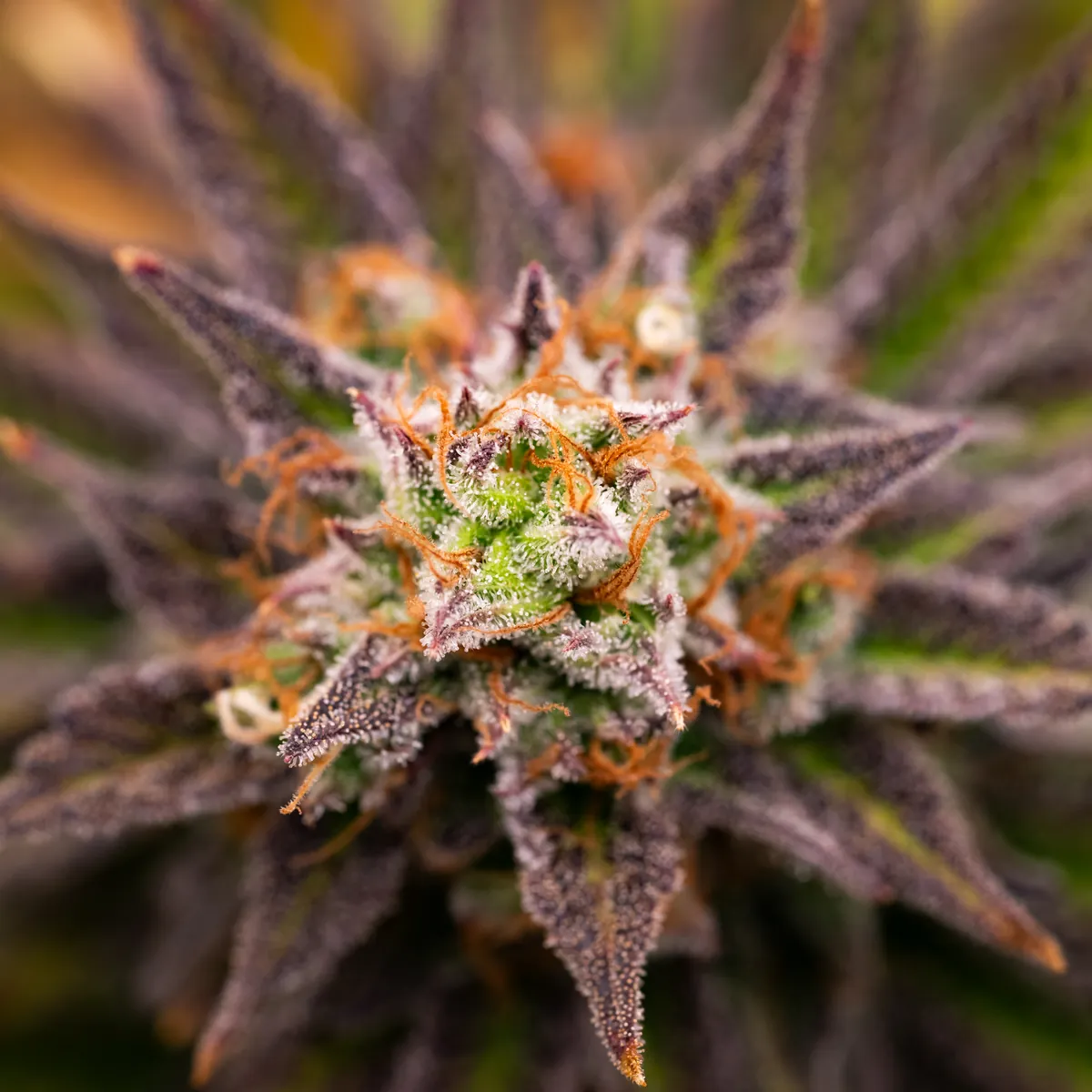 Super Lemon Haze