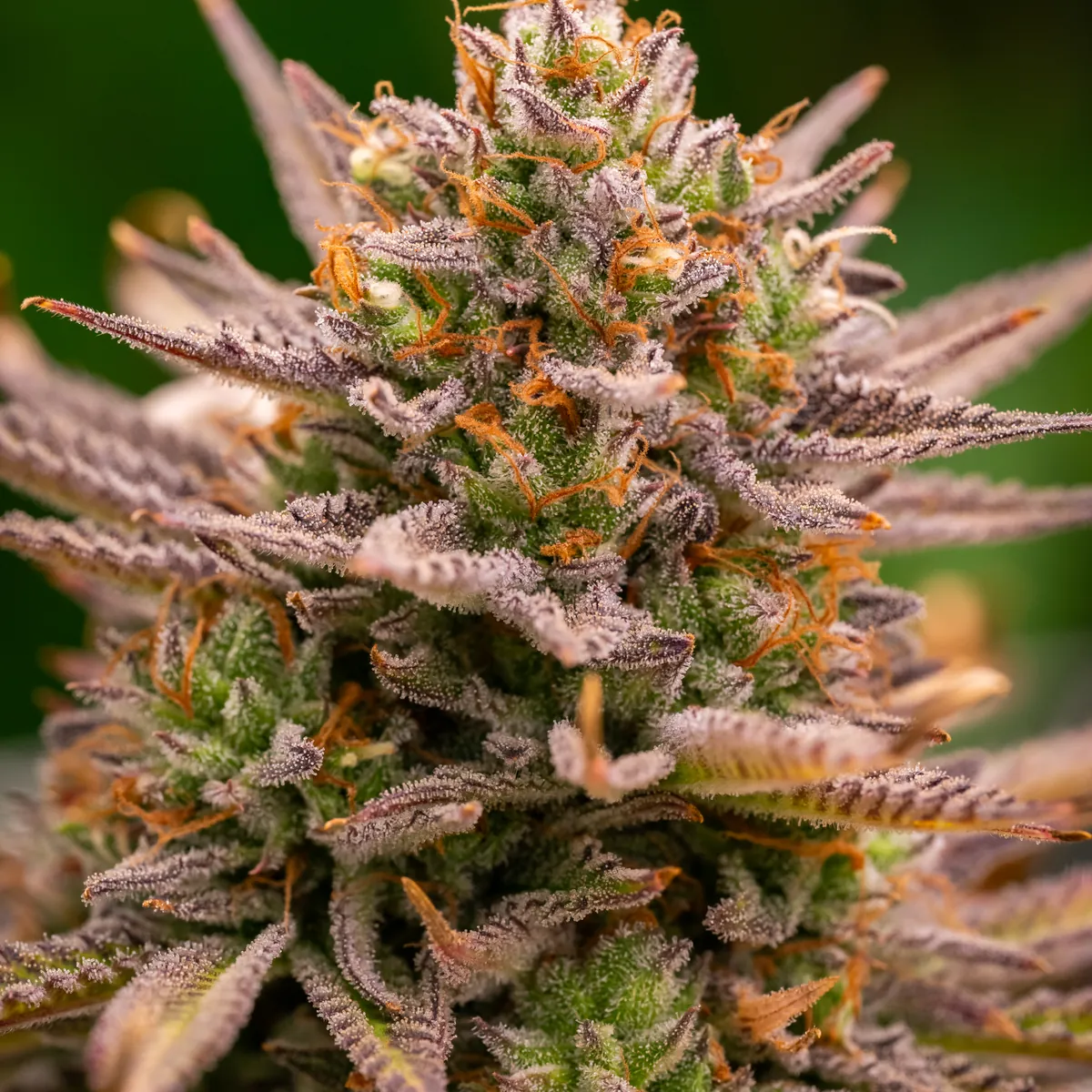 Super Lemon Haze