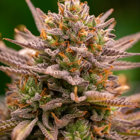 Super Lemon Haze