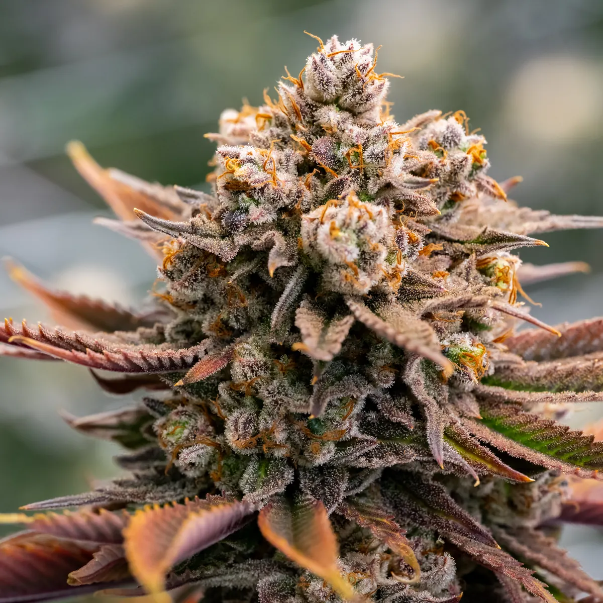 Blue Dream