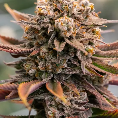 Blue Dream
