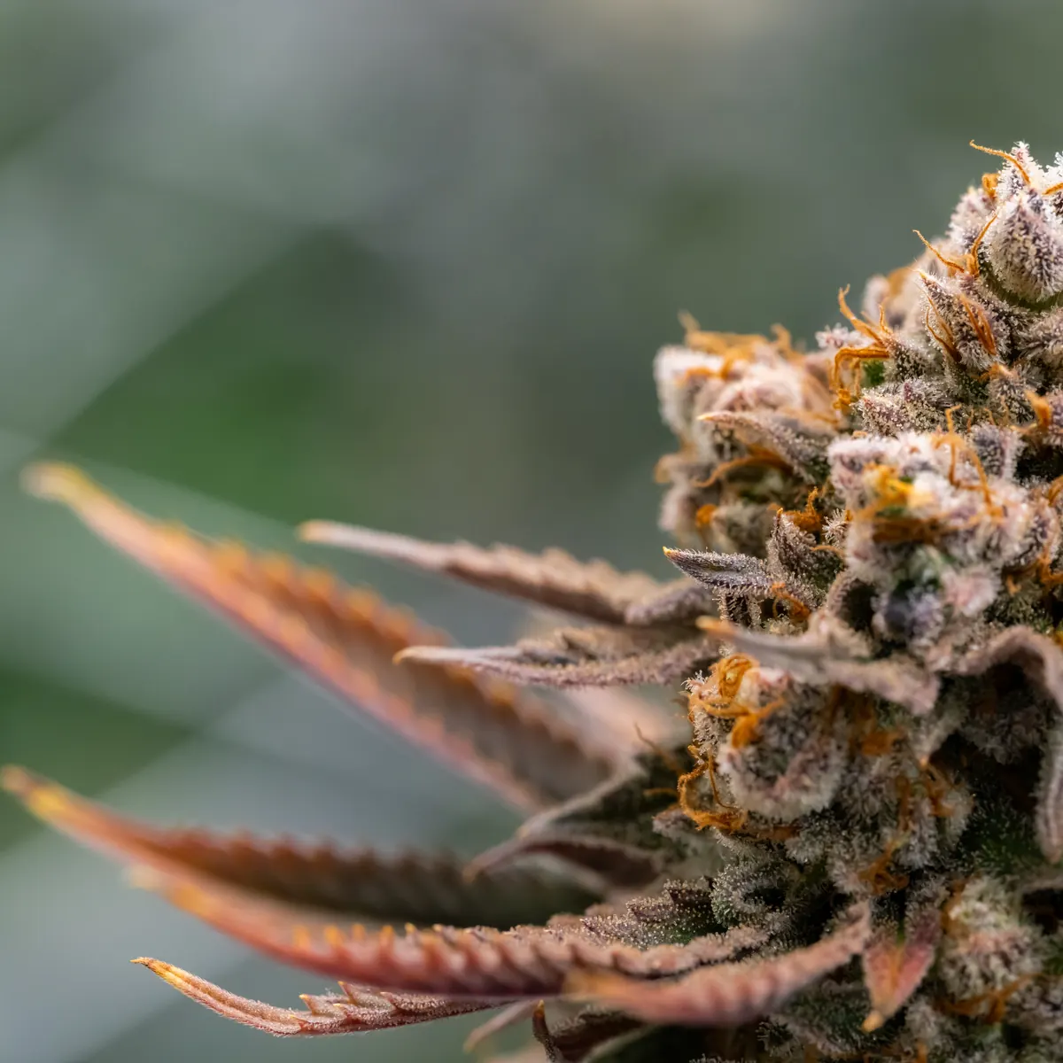 Blue Dream