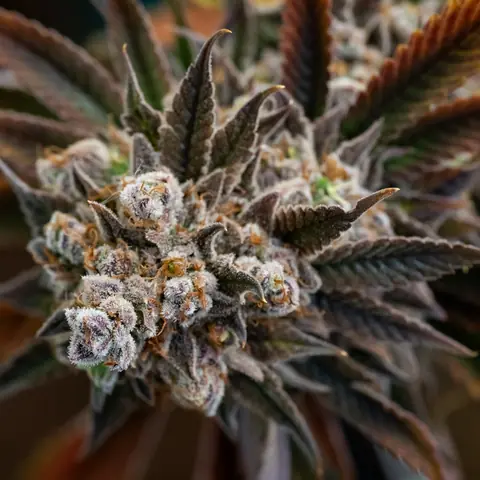 Blue Dream