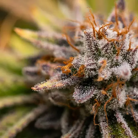 Necromancer's Kush