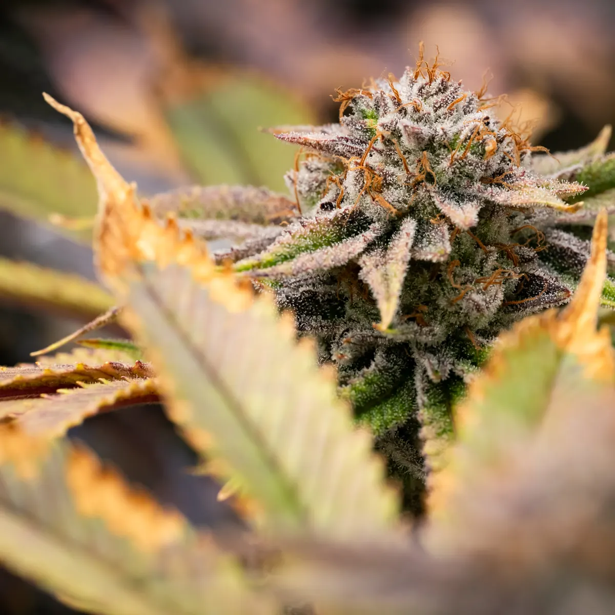 Necromancer's Kush