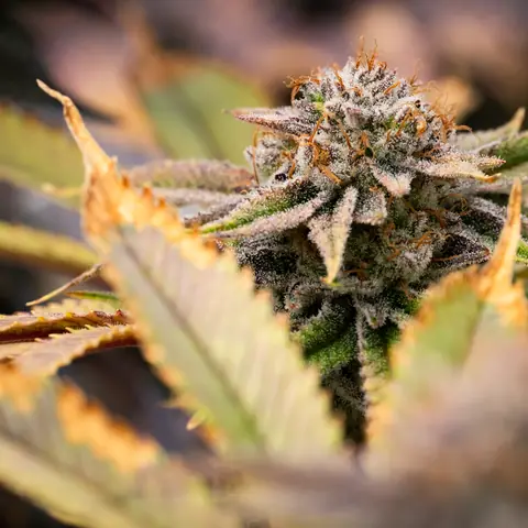 Necromancer's Kush