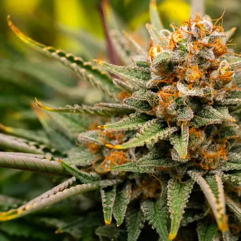 Northern Lights