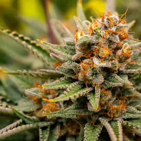 Northern Lights