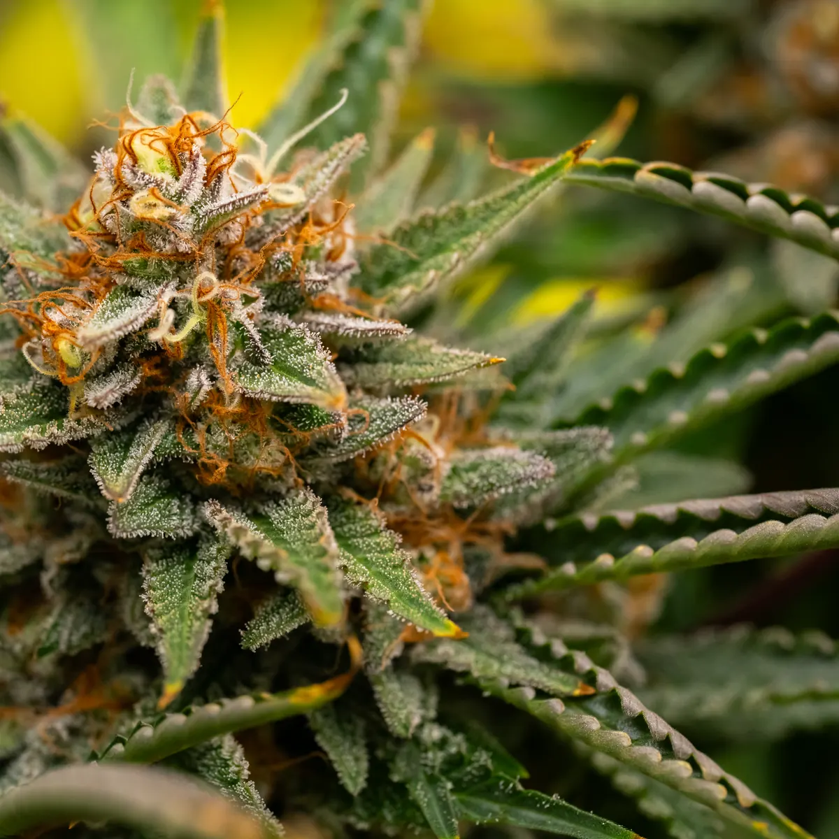 Northern Lights