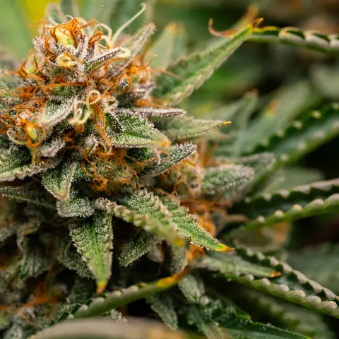 Northern Lights