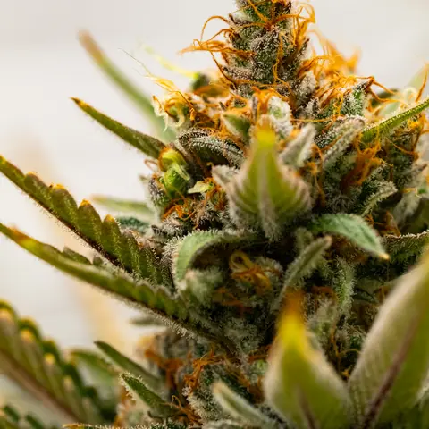 Northern Lights