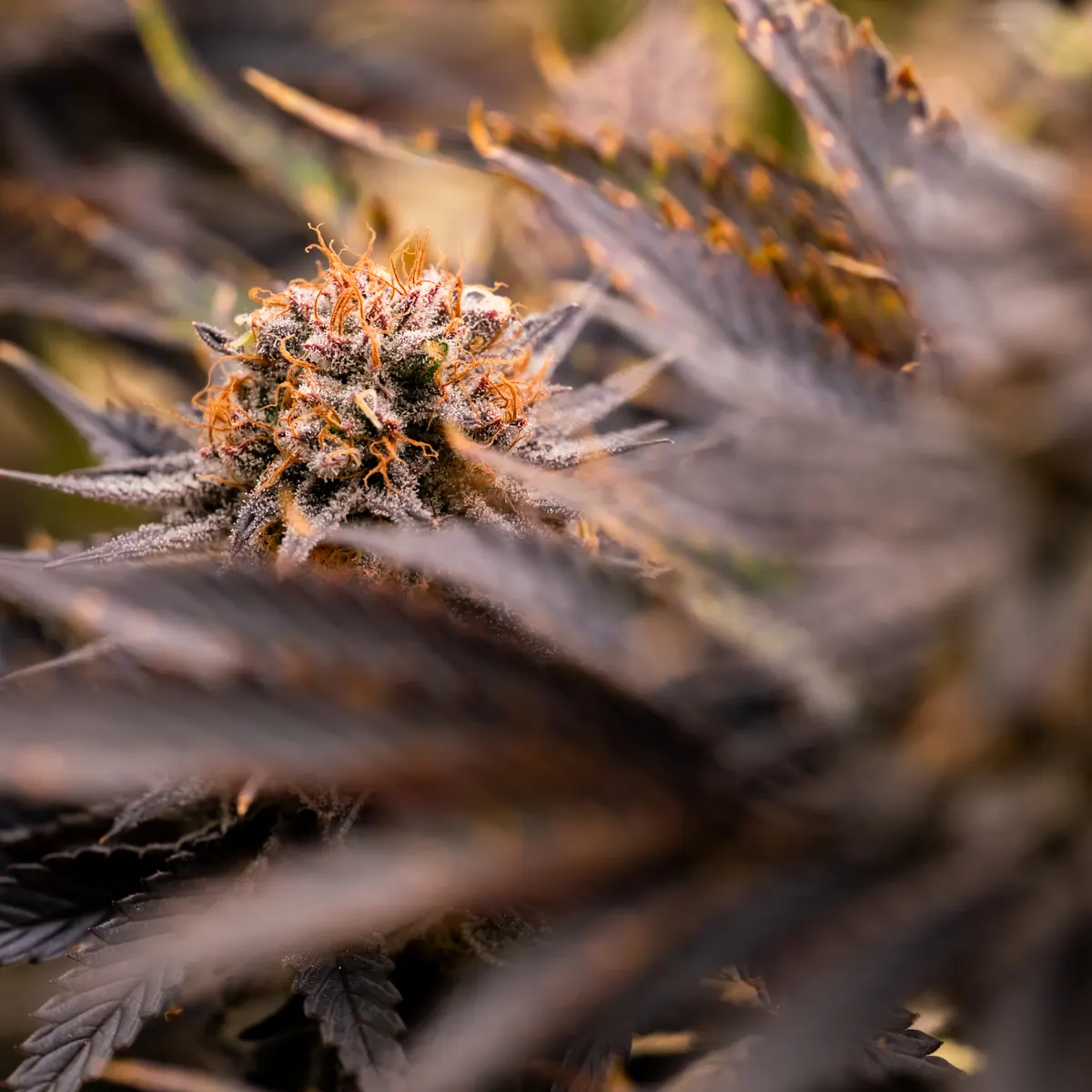 Strawberry OG Cookies